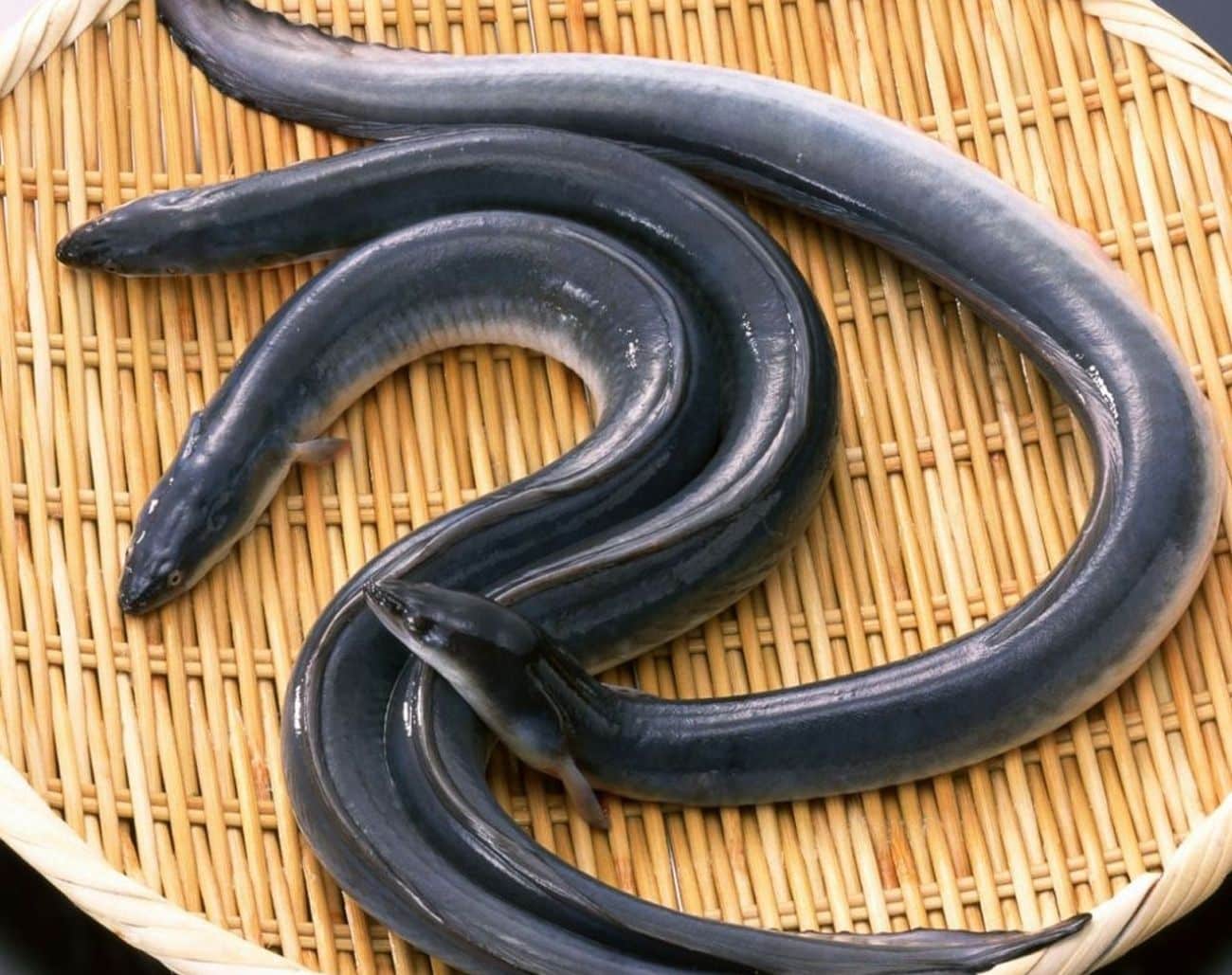 Nguyên liệu tươi_ cá chình biển trước khi sơ chế