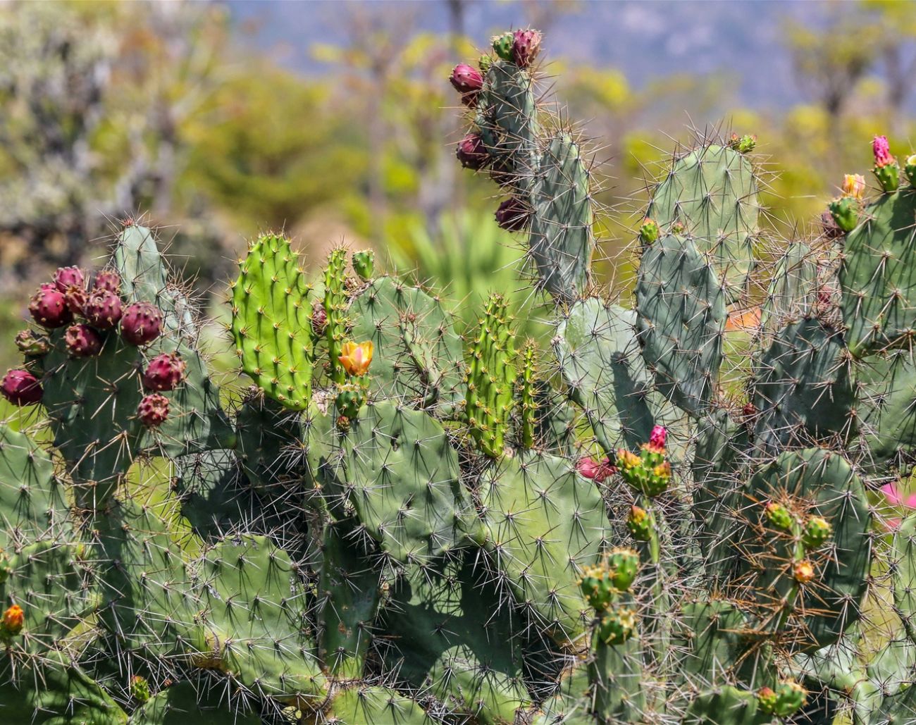 Rặng xương rồng xanh mướt ở Eo Gió Quy Nhơn tạo nên background check-in độc đáo, hòa giữa nét hoang sơ và vẻ mạnh mẽ của thiên nhiên biển.