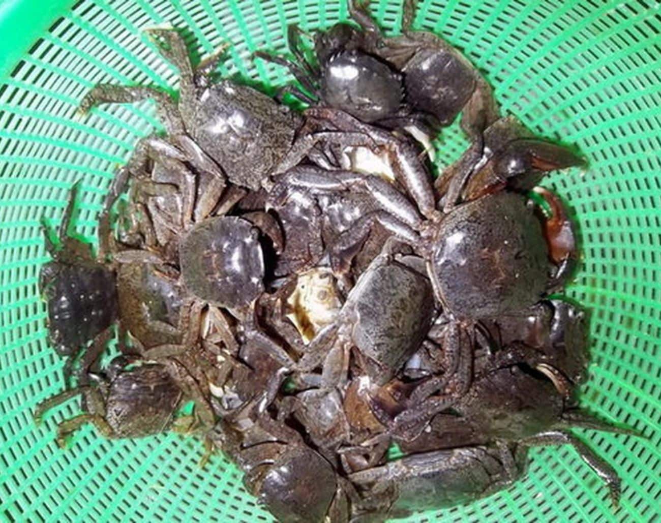 Rạm tươi từ đầm Châu Trúc - Nguyên liệu tạo nên hương vị bún rạm Phù Mỹ