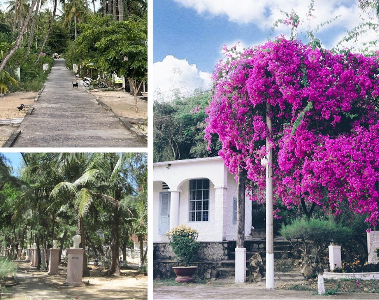 Rặng dừa và hoa giấy bao quanh Làng Phong