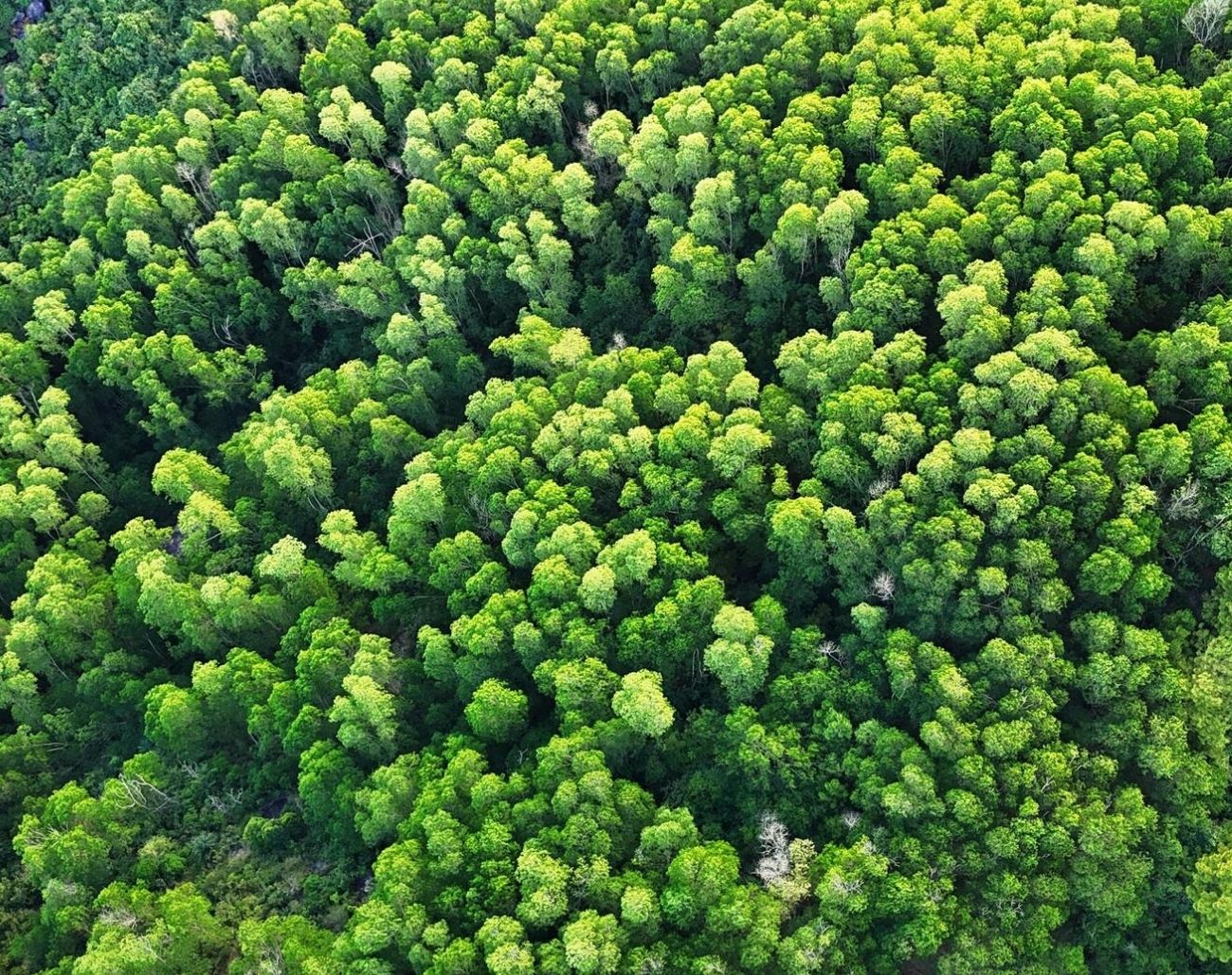 Rừng thông xanh mát trên đường lên Núi Vũng Chua